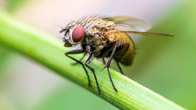 Fly Perched on Stem